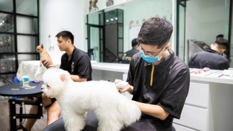 Photo 7 Lợi Ích Tuyệt Vời Từ Dịch Vụ SEO Chăm Sóc Thú Cưng Đối Với Doanh Nghiệp 3